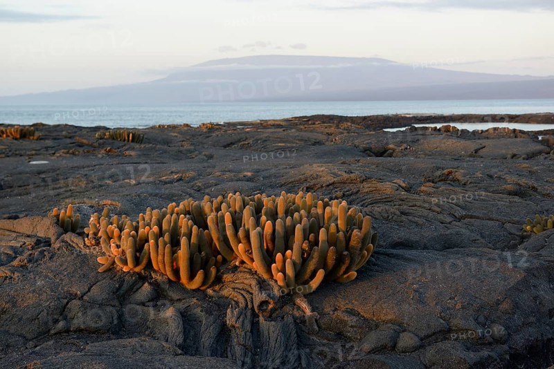 Lava Cactus (Brachycereus nesioticus) in evening light