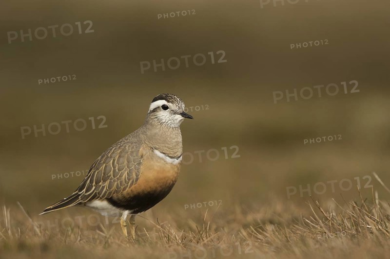Dotterel (Charadrius morinellus)