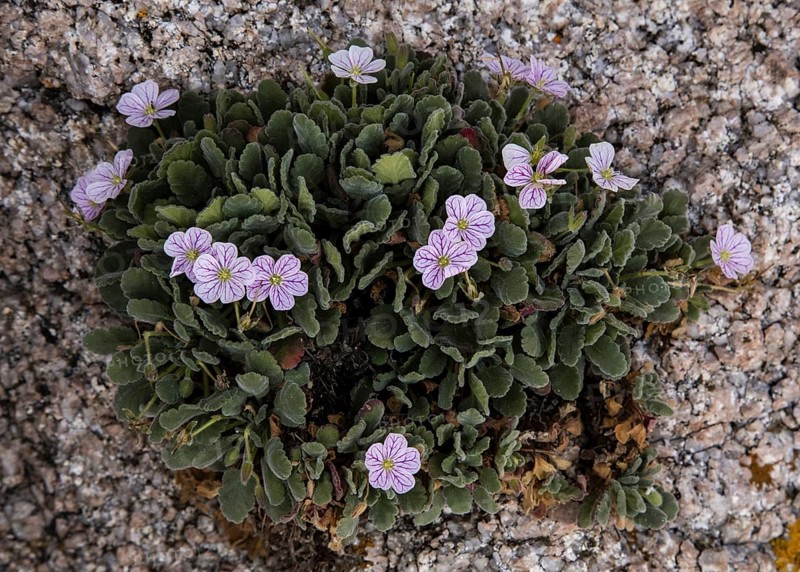 Corsican Storksbill (Erodium corsicum)