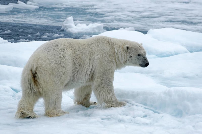 Polar bear (Ursus maritimus) stands on ice floe