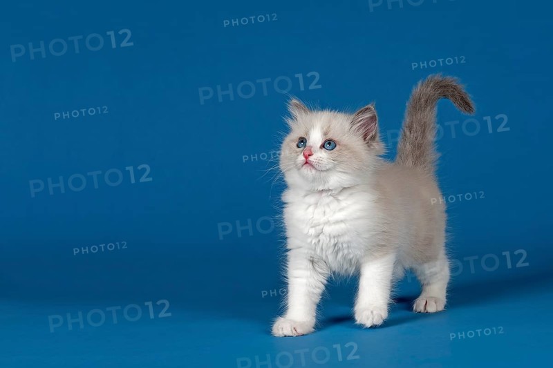 Ragdoll cat
