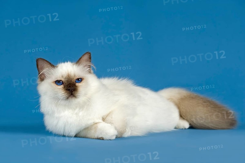 Birman Cat