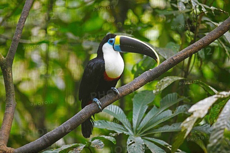 White-throated toucan (Ramphastos tucanus)