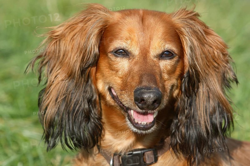 Long-haired dachshund