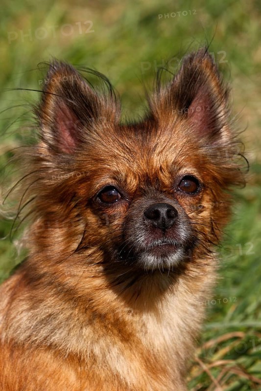 Chihuahua-Pomeranian mixed breed
