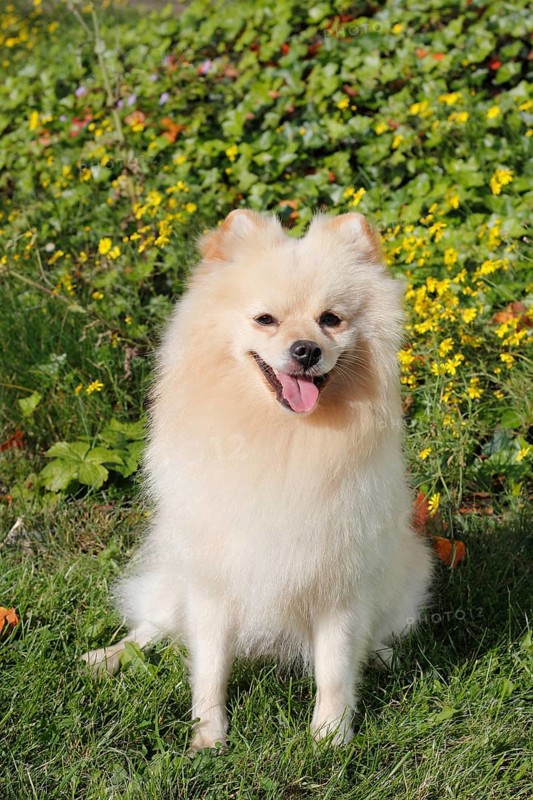 Pomeranian