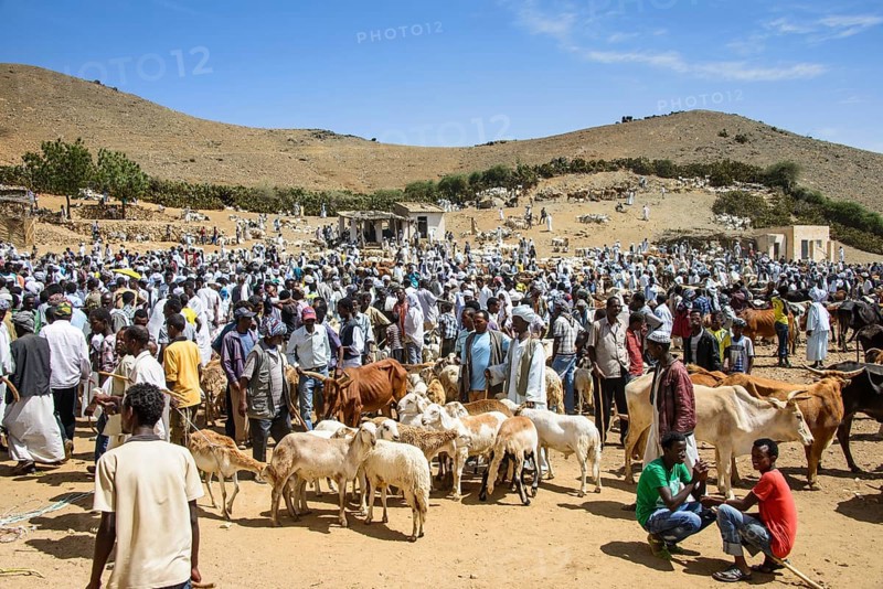 The Monday animal market of Keren