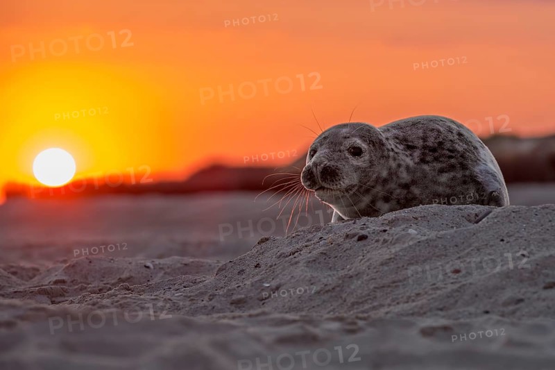 Seal (Phoca vitulina)
