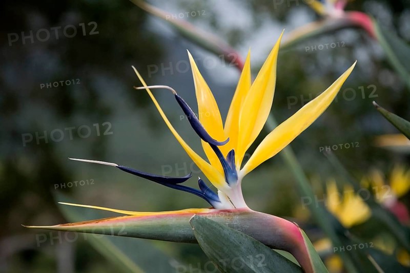 Strelitzia or Bird of Paradise (Strelitzia reginae Mandela's Gold)