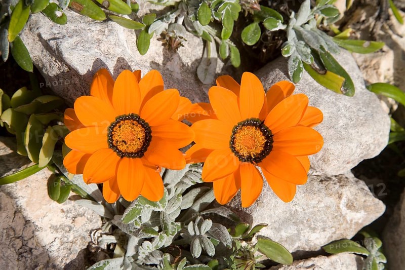 Treasure Flowers (Gazania krebsiana)