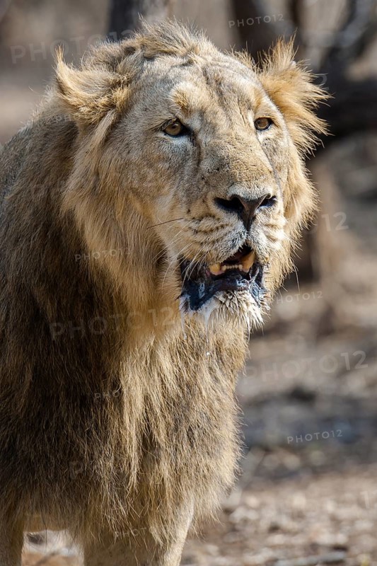 Asiatic lion (Panthera leo persica)