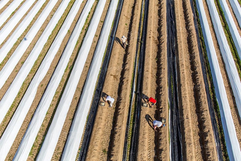 Asparagus harvest