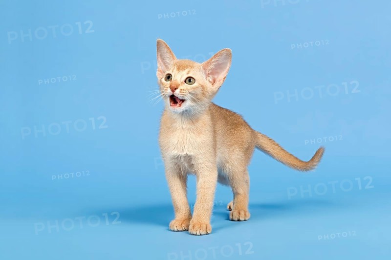 Abyssinian kitten
