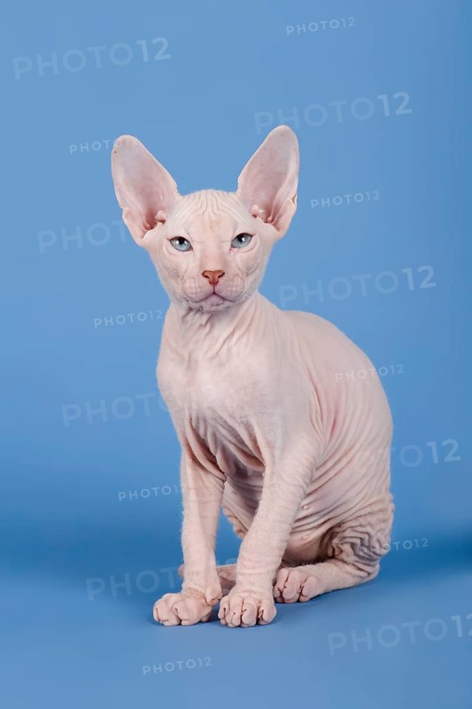 Don Sphynx kitten