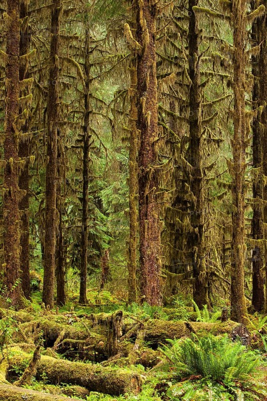 Hoh Rainforest