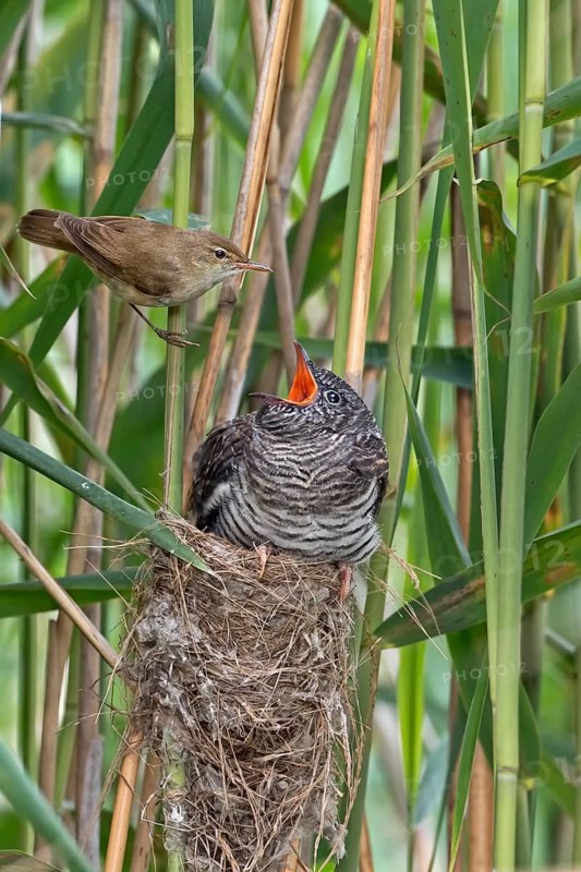 Cuckoo (Cuculus canorus)