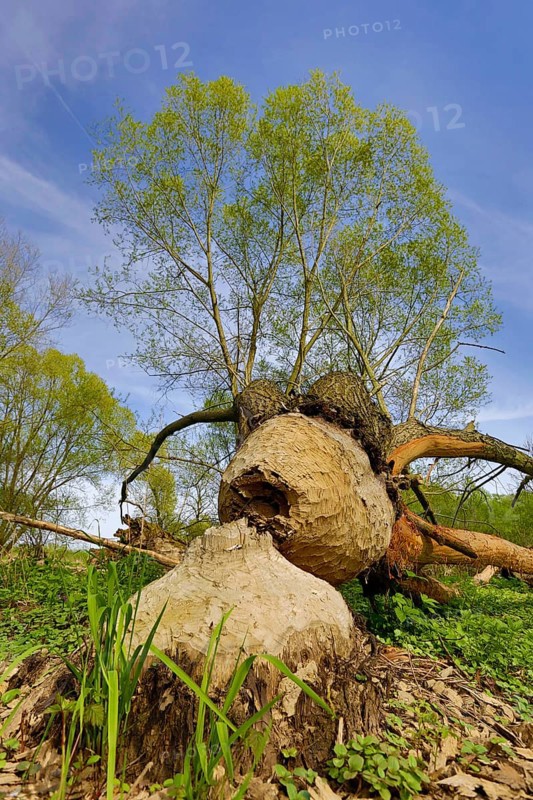 Tree felled by the Elbe Beaver (Castor fiber albicus)