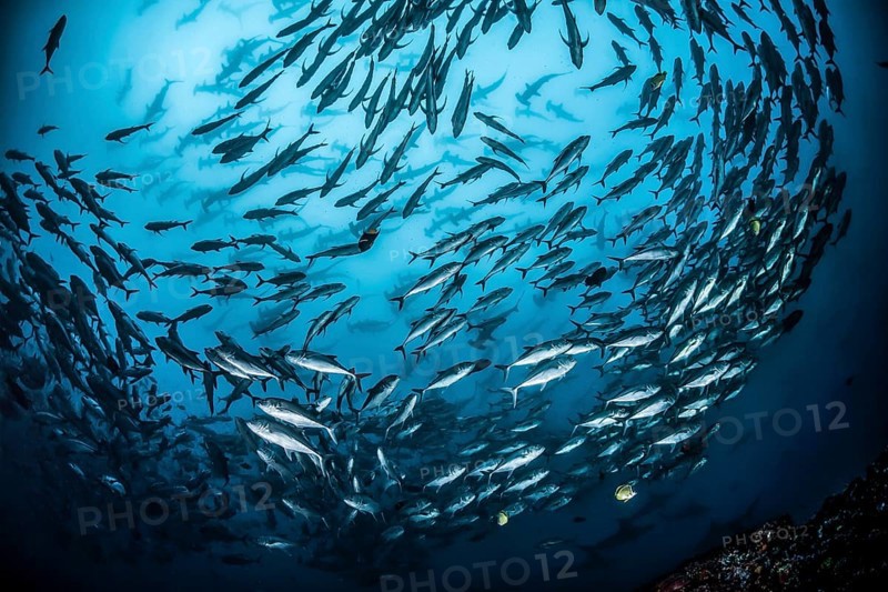 School of bigeye trevally fish (Caranx sexfasciatus) and large school of scalloped hammerhead sharks (Sphyrna lewini) behind