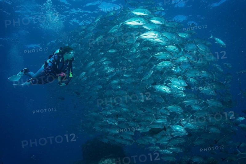 Female diver watching a school of Bigeye Trevallies (Caranx sexfasciatus)