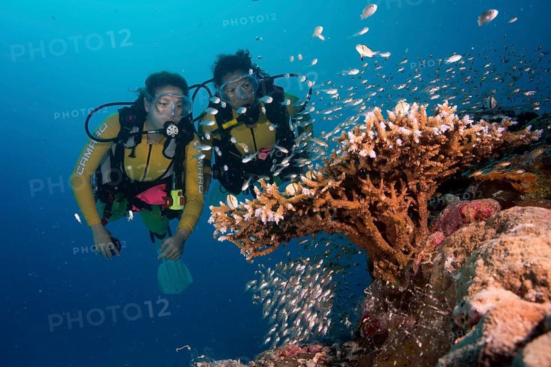 Divers watching a school of Pigmy Sweepers (Parapriacanthus ransonneti)