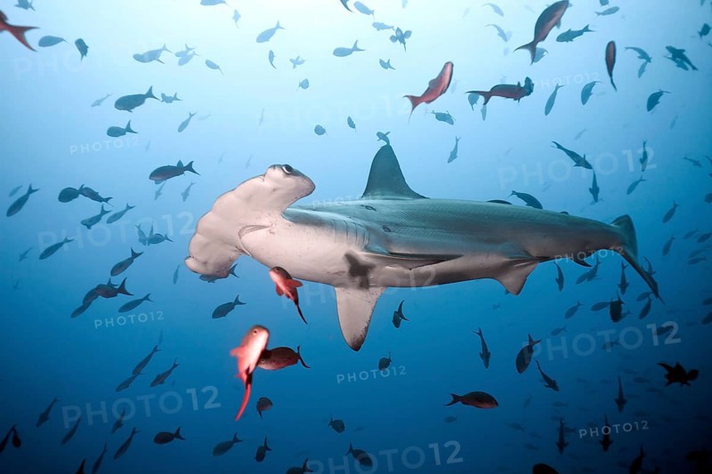 Scalloped hammerhead shark (Sphyrna lewini)