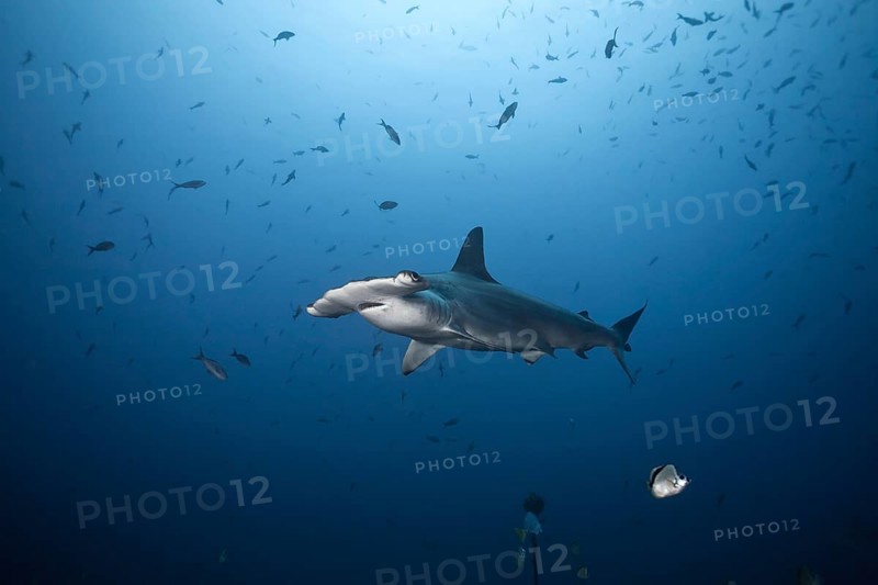 Scalloped Hammerhead Shark (Sphyrna lewini)