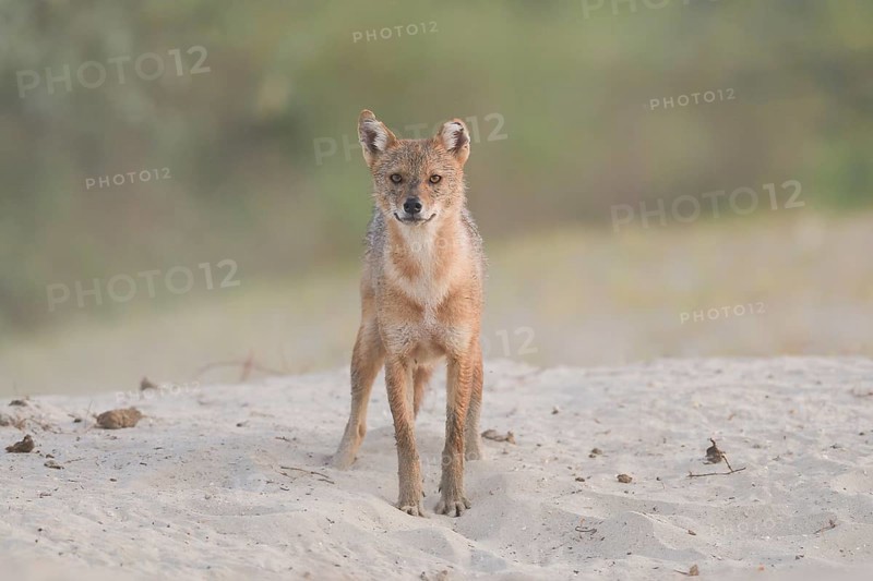 Golden jackal (Canis aureus) standing on sandy ground