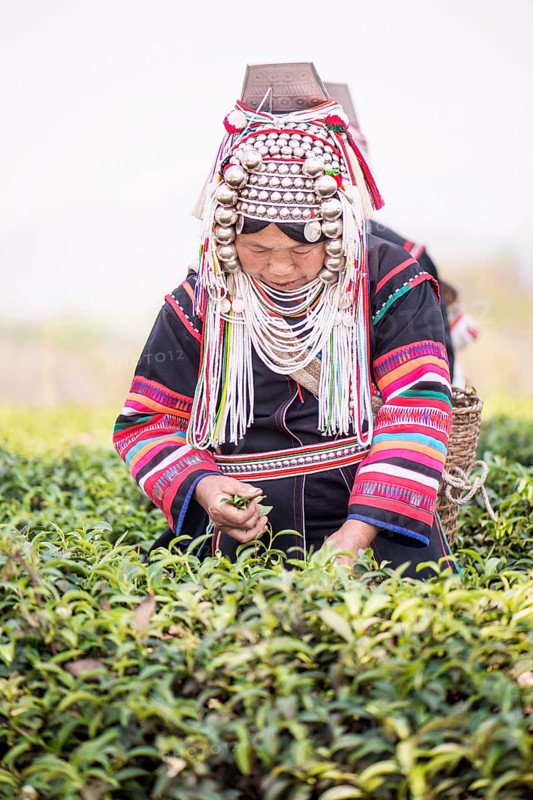 Akha hill tribe woman picking tea
