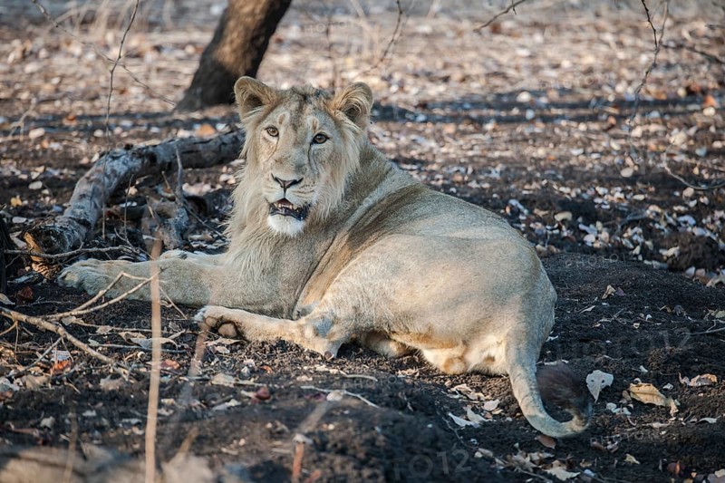Asiatic lion (Panthera leo persica)