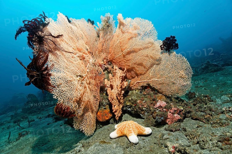 Gorgonia or Sea fan (Anella sp.) with black Crinoids (Comantula rotalarius) and Big-plated Sea Star (Choriaster granulatus)