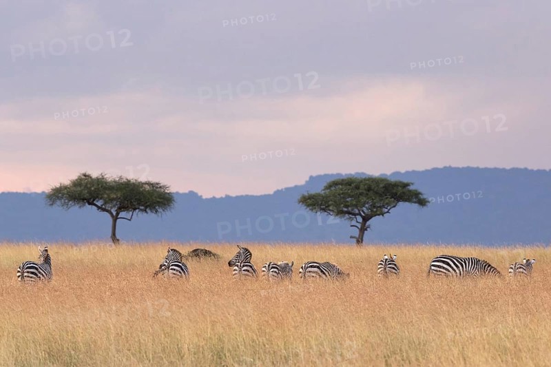 Grant's Zebras (Equus quagga boehmi)