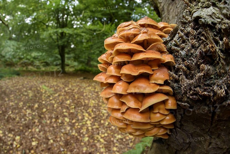 Velvet Shank Fungus (Flammulina velutipes) fruiting bodies