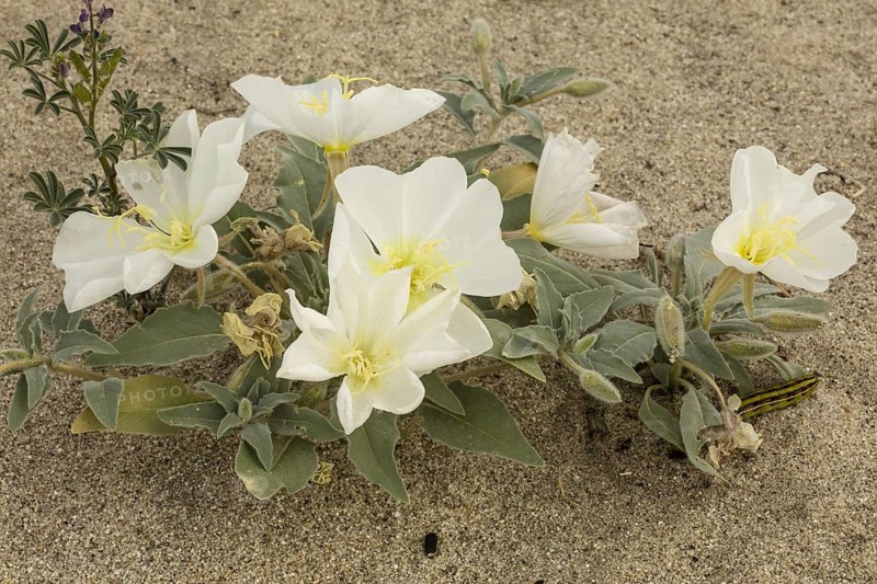 Dune evening primrose (Oenothera deltoides) in flower in Anza-Borrego