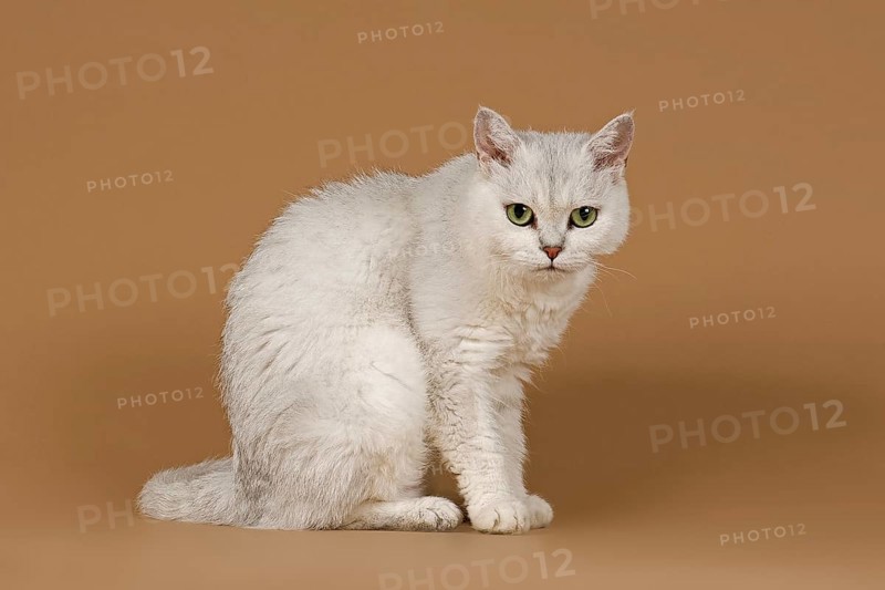 Selkirk Rex cat