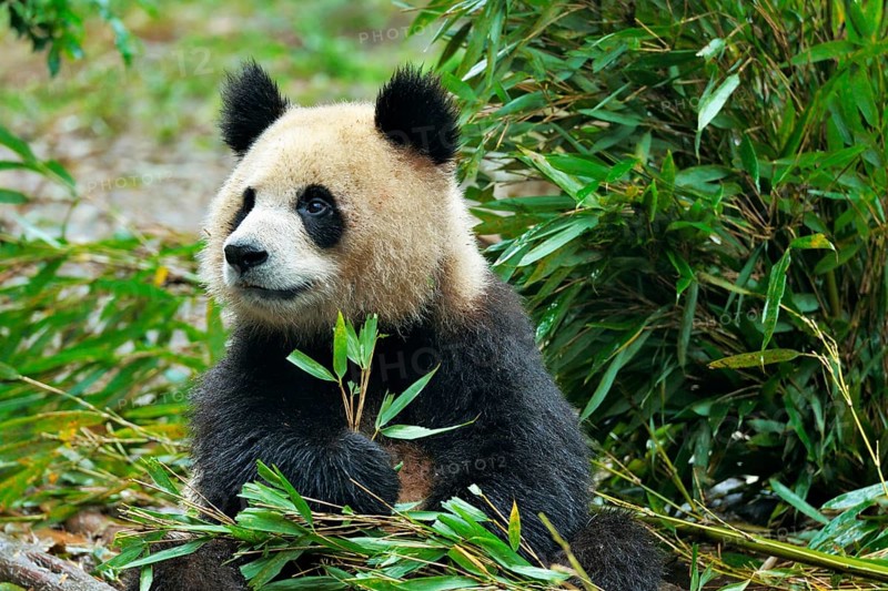 Giant Panda (Ailuropoda melanoleuca) feeding on bamboo leaves