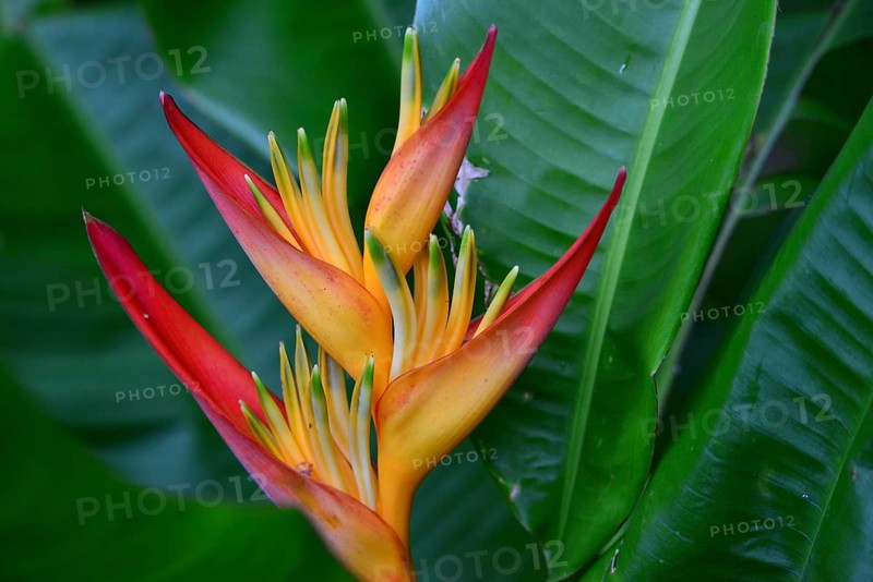 False Bird-Of-Paradise (Heliconia psittacorum)