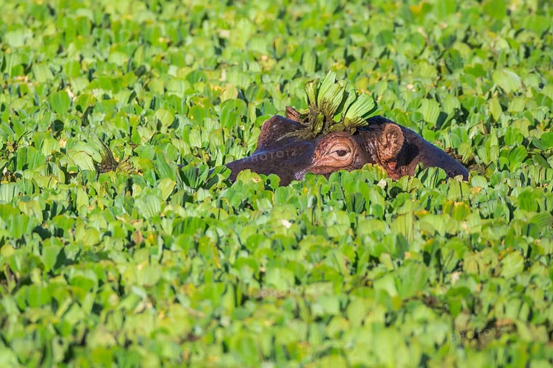 Hippopotamus (Hippopotamus amphibius) in a pond covered with water lettuce