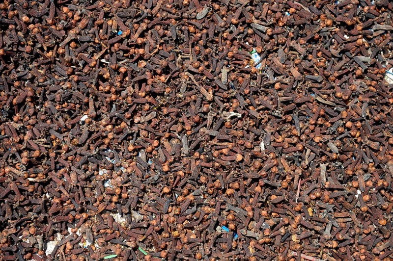 Cloves (Syzygium aromaticum)