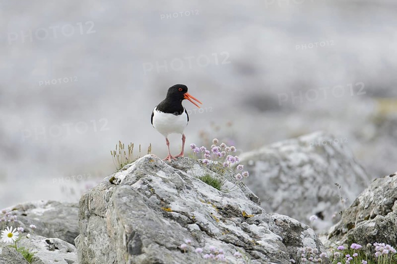 Eurasian Oystercatcher (Haematopus ostralegus) adult
