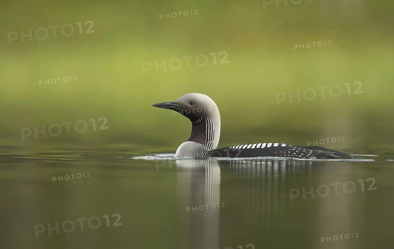 Black-throated Diver (Gavia arctica)