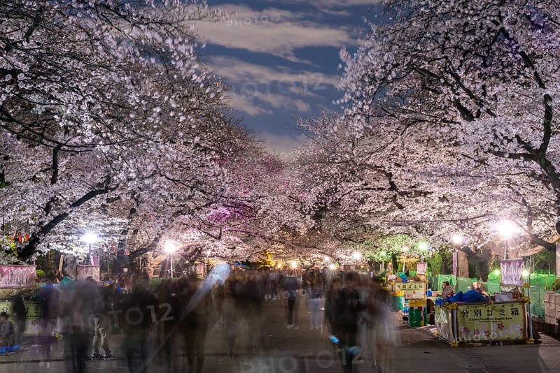 Flowering cherry trees at dusk in springtime