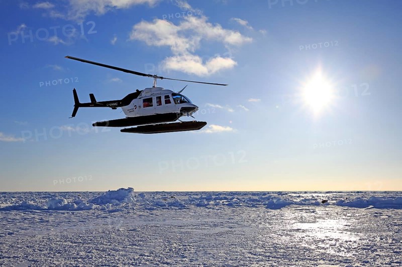 Helicopter trip to watch Harp Seals or Saddleback Seals
