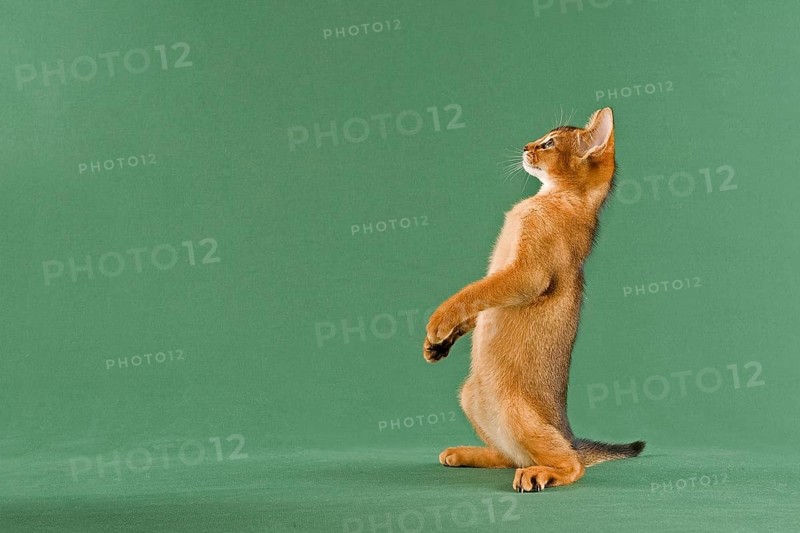 Abyssinian kitten