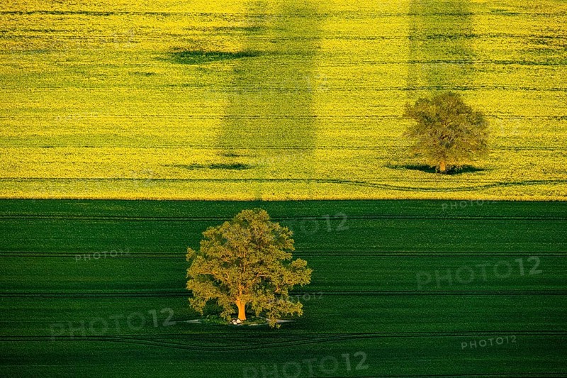 Trees in a green field and a flowering rape feed