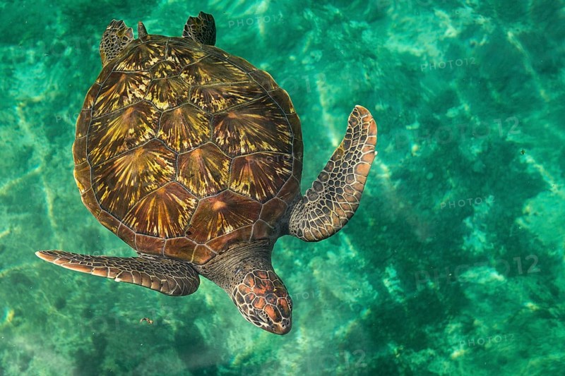 Turtle in Kelonia Aquarium