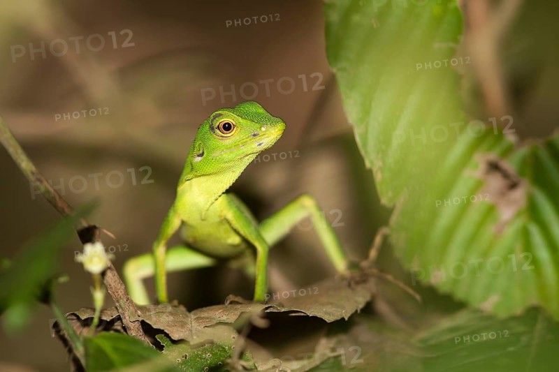 Green Tree Lizard (Bronchocoela cristatella)