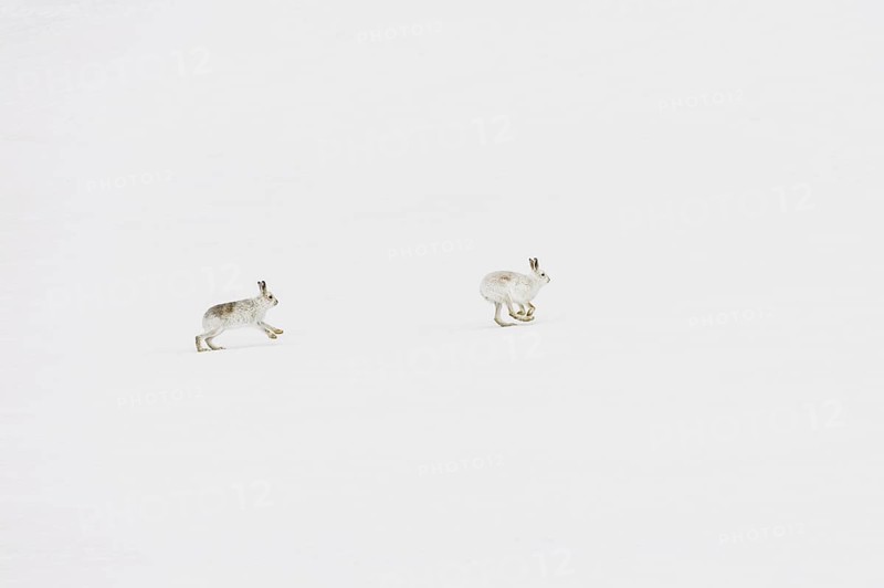Mountain Hare (Lepus timidus) adult pair