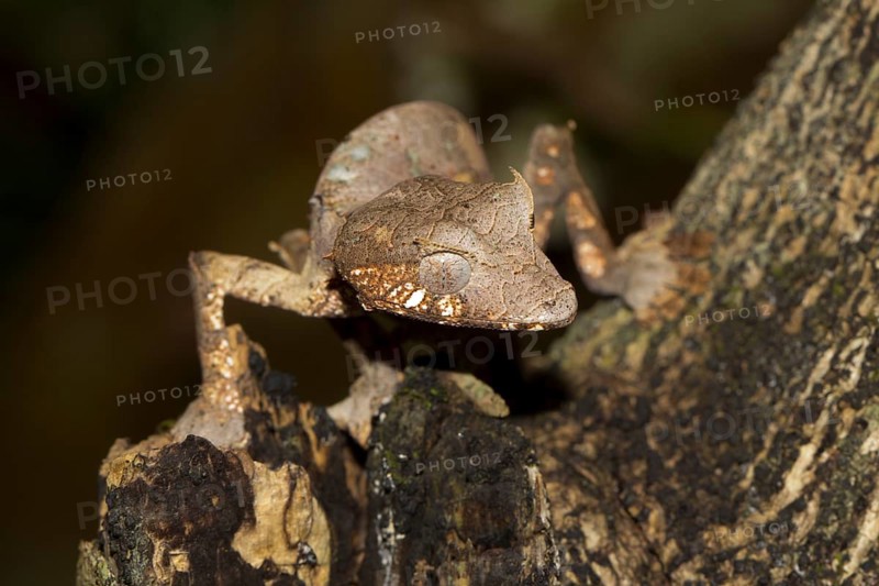Baweng Satanic Leaf Gecko (Uroplatus phantasticus) in the rainforest of Andasibe
