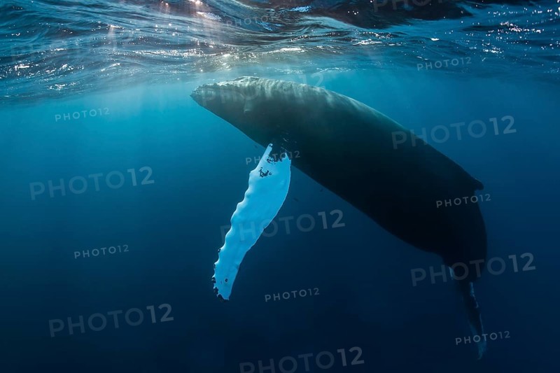 Humpback Whale (Megaptera novaeangliae)