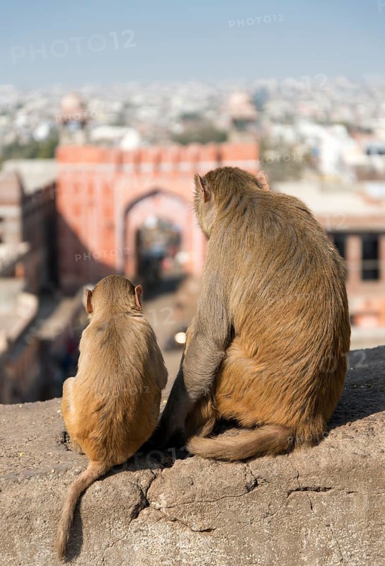 Rhesus Macaques (Macaca mulatta)